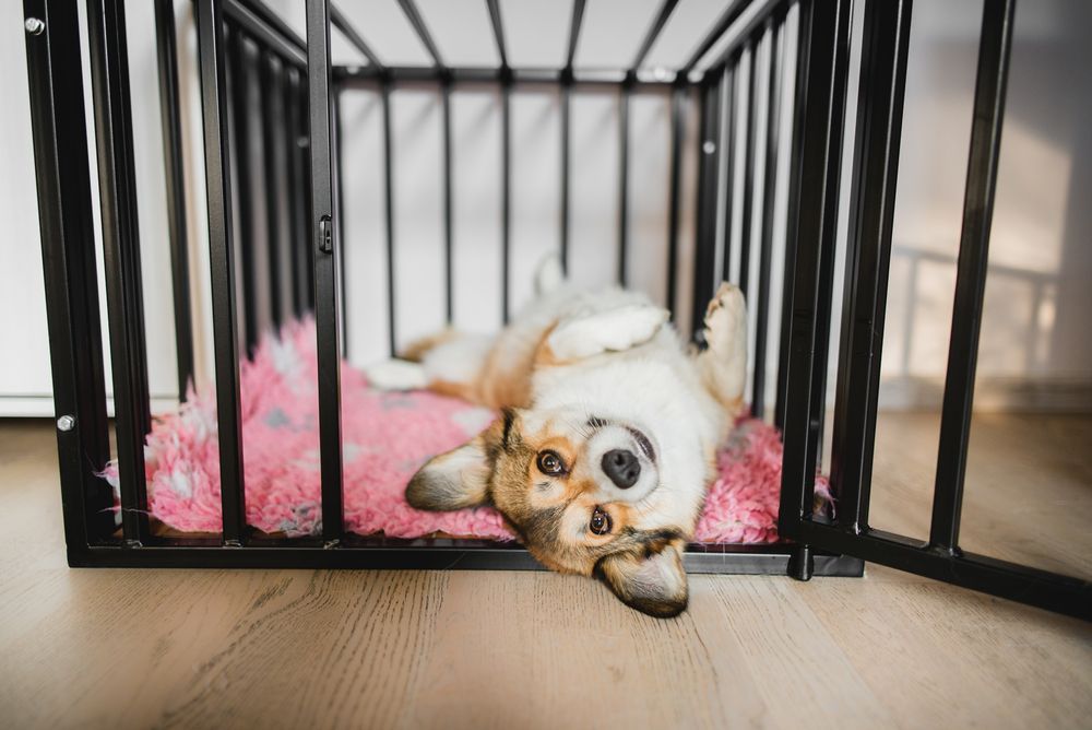 Upside Down Dog In Play Pen — Puppies for Sale in Rainbow Flat, NSW