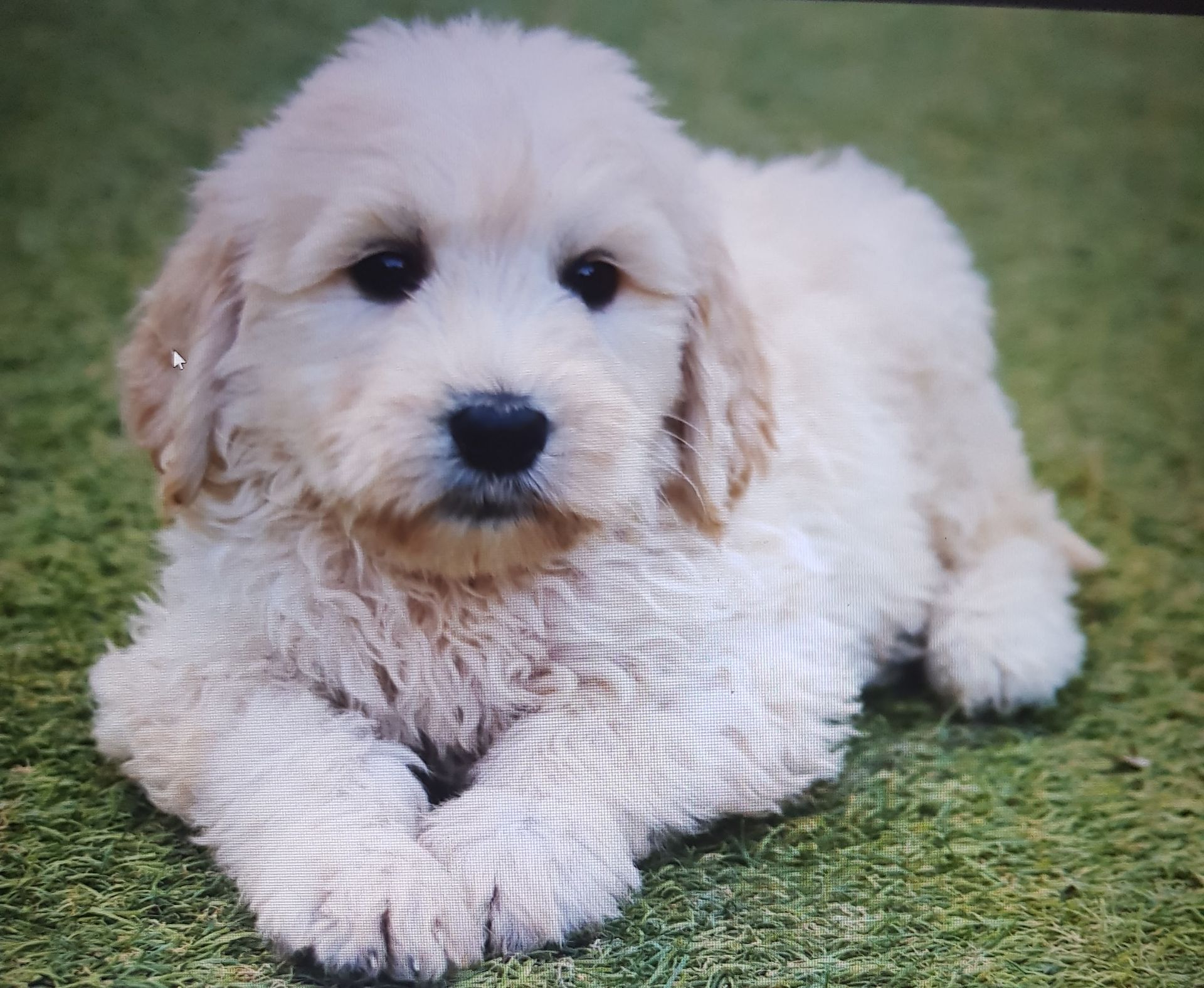 Sleepy Puppy On Bed — Puppies for Sale in Rainbow Flat, NSW