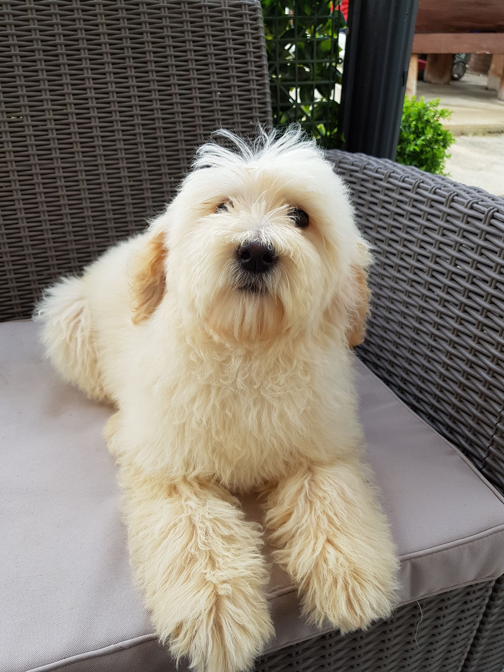 Woman Holding Dog In Car — Puppies for Sale in Rainbow Flat, NSW