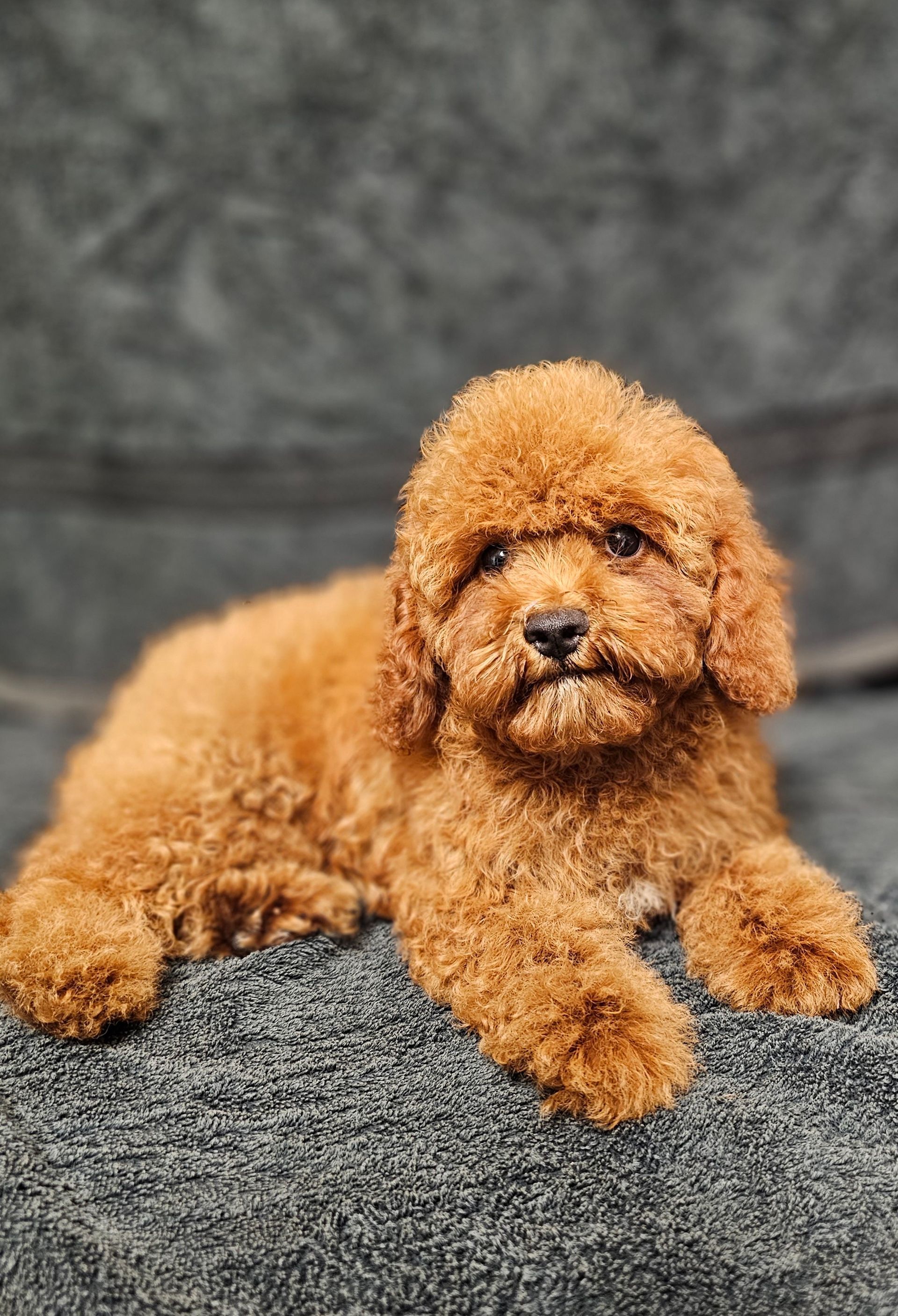 Cute Cavoodle Dog With New Family — Puppies for Sale in Rainbow Flat, NSW