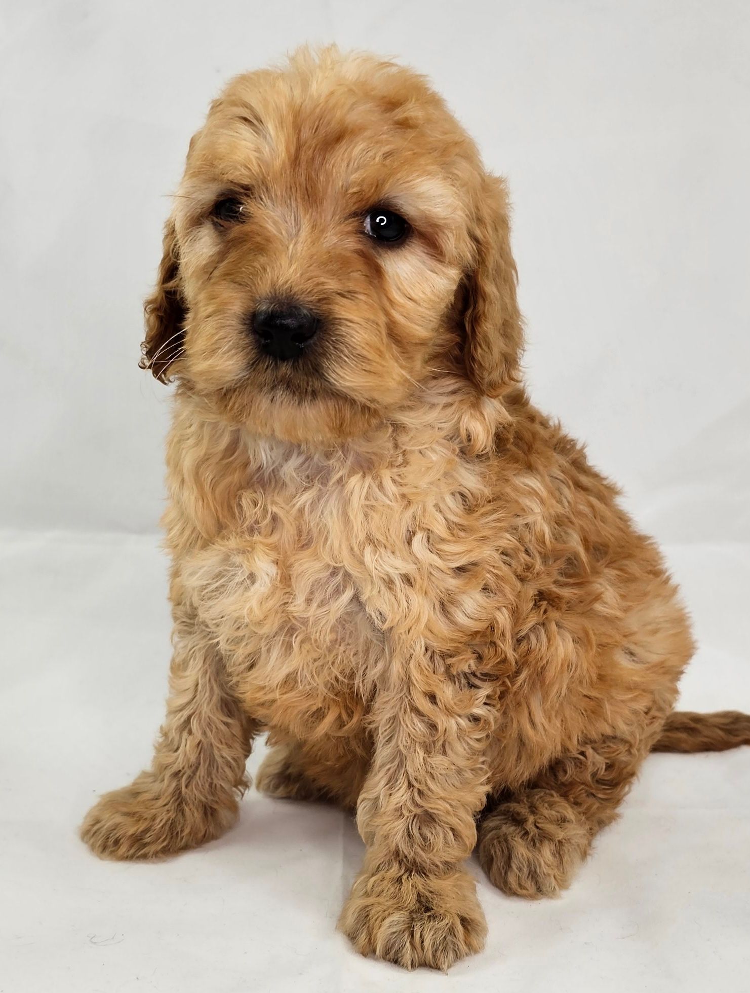 Two Dogs Lying on a Bed — Our Process & FAQs in Rainbow Flat, NSW