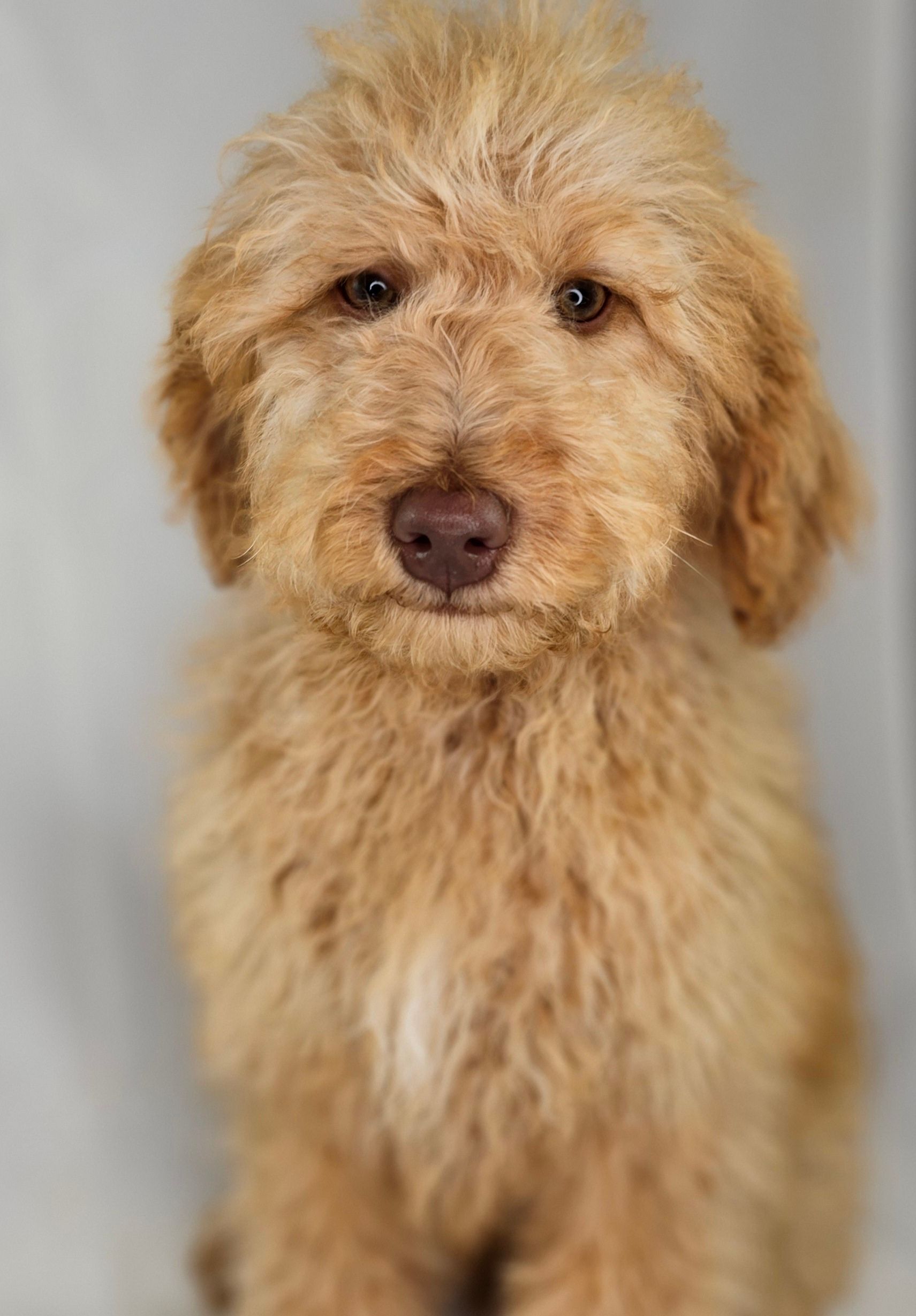 Doodle Dogs Puppy  — Puppies for Sale in Rainbow Flat, NSW