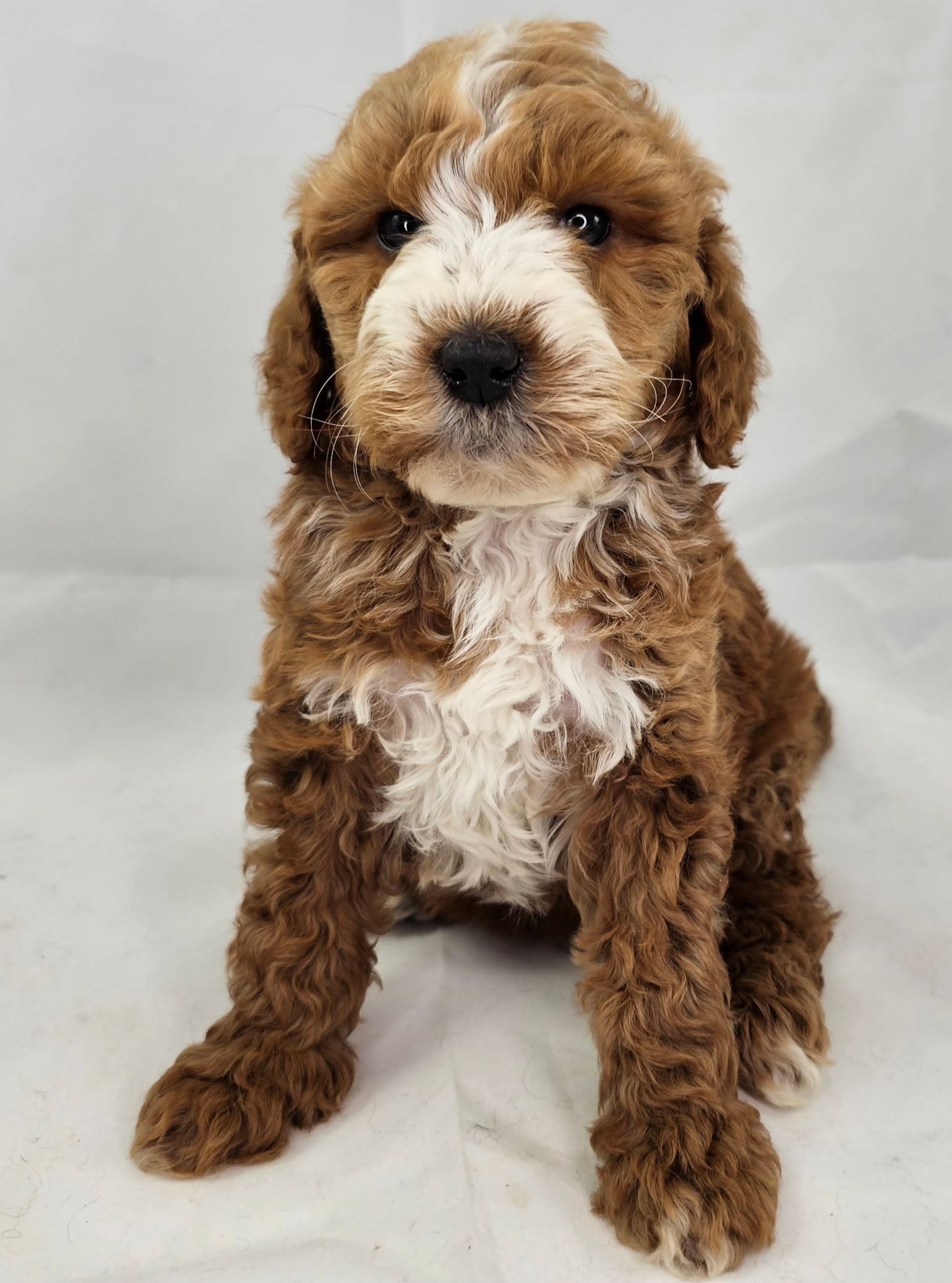 Man Holding Groodle Dog — Puppies for Sale in Rainbow Flat, NSW