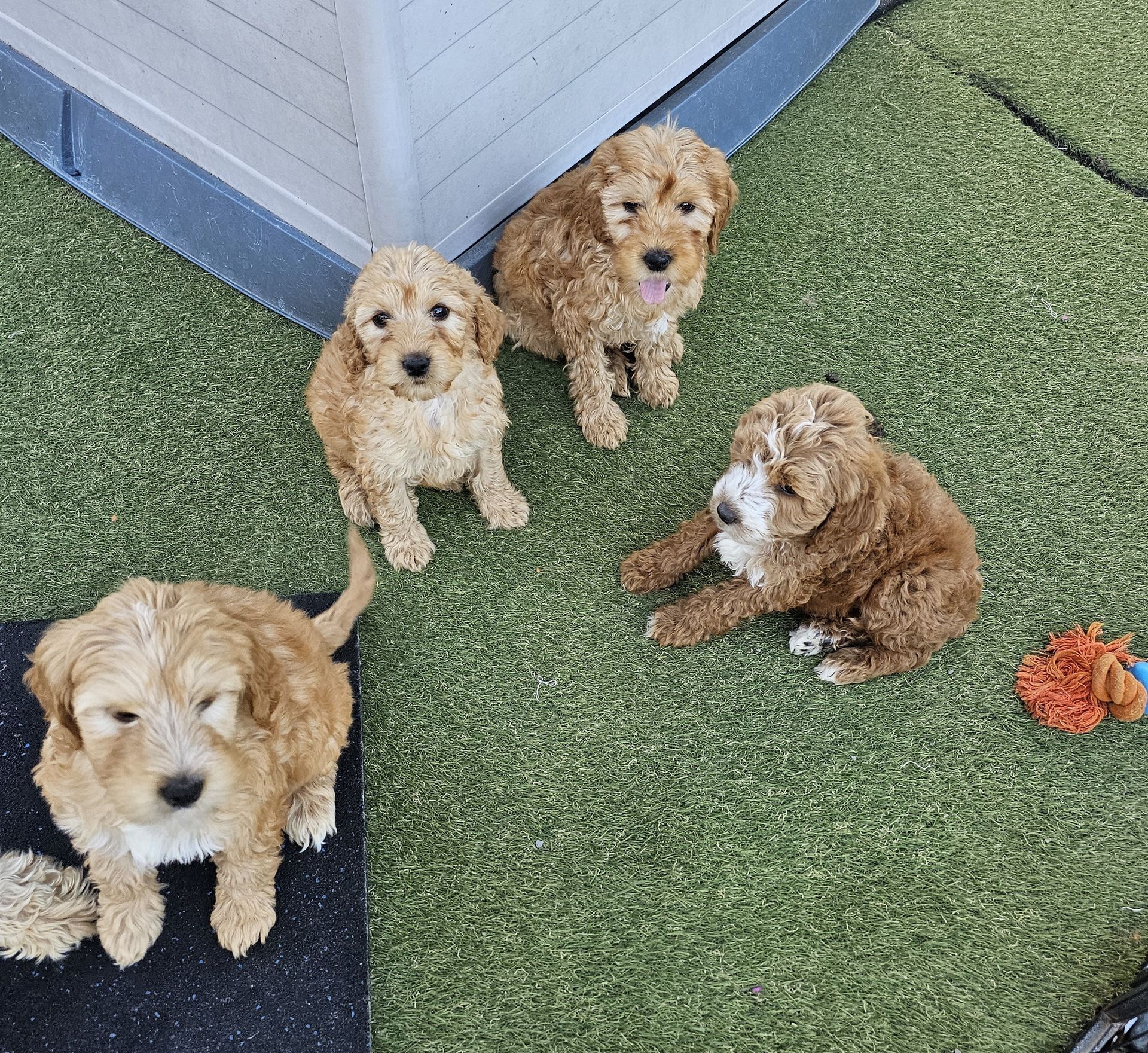 Man With Dogs On Beach — Puppies for Sale in Rainbow Flat, NSW