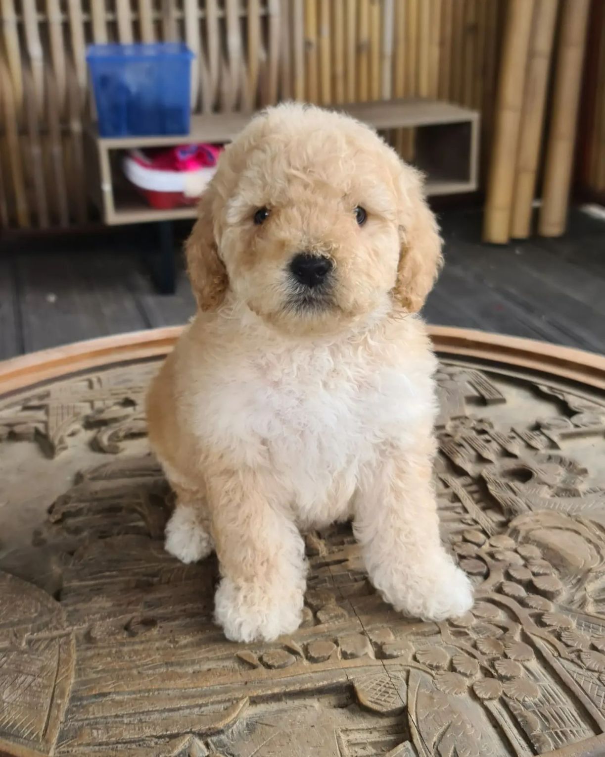 Cute Puppy — Puppies for Sale in Rainbow Flat, NSW