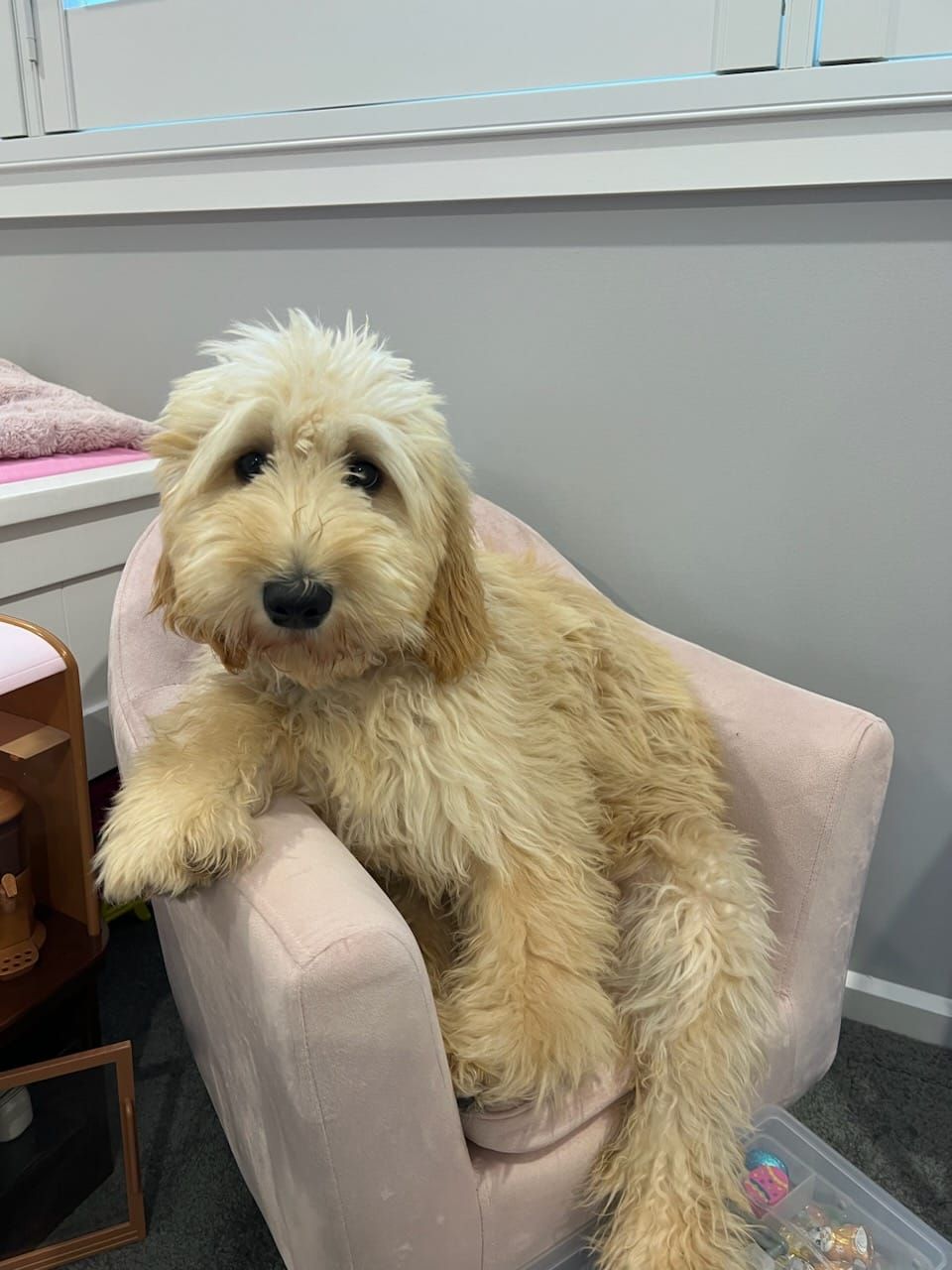 Groodles — Puppies for Sale in Rainbow Flat, NSW