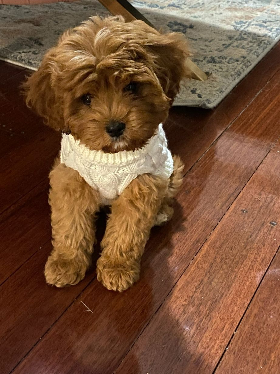 Cute Cavoodle In Jumper — Puppies for Sale in Rainbow Flat, NSW