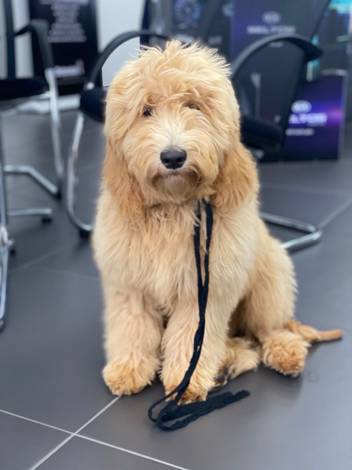 Dog Food in a Bowl — Puppies for Sale in Rainbow Flat, NSW