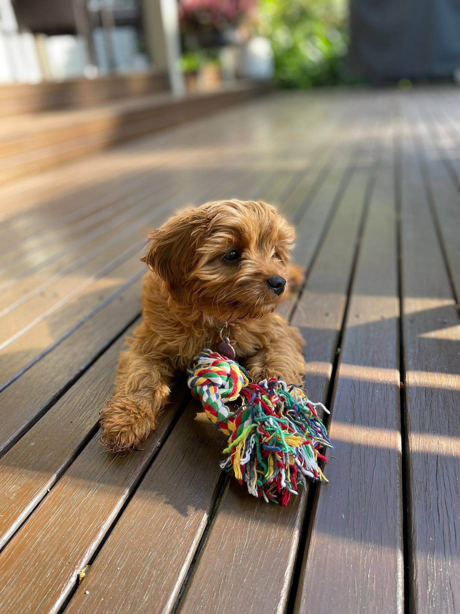 Feeding Dog Food — Puppies for Sale in Rainbow Flat, NSW