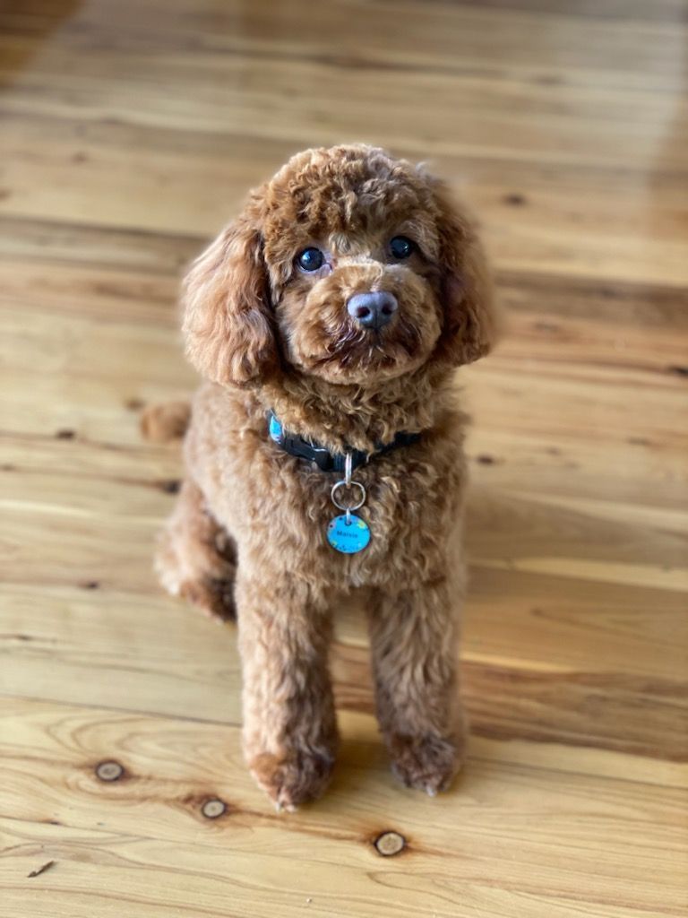 Labradoodle Puppy Sitting In Kitchen — Puppies for Sale in Rainbow Flat, NSW