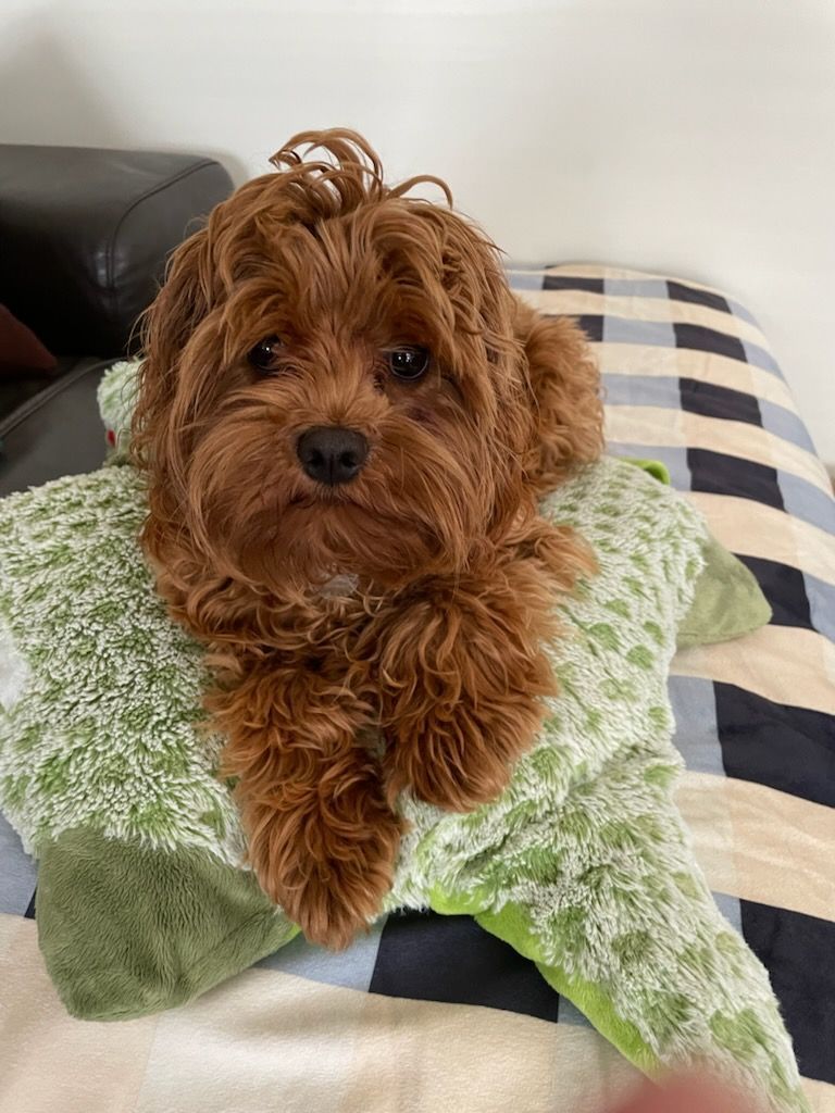 Picking the Best Dog Food for Puppies — Puppies for Sale in Rainbow Flat, NSW