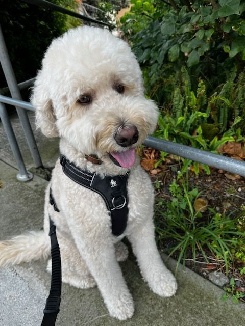 A Woman Holding a Dog — Our Process & FAQs in Rainbow Flat, NSW