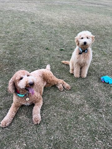 Pet Accessories — Puppies for Sale in Rainbow Flat, NSW