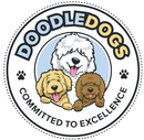 Welcome to Doodle Dogs—Offering Puppies for Sale in Taree