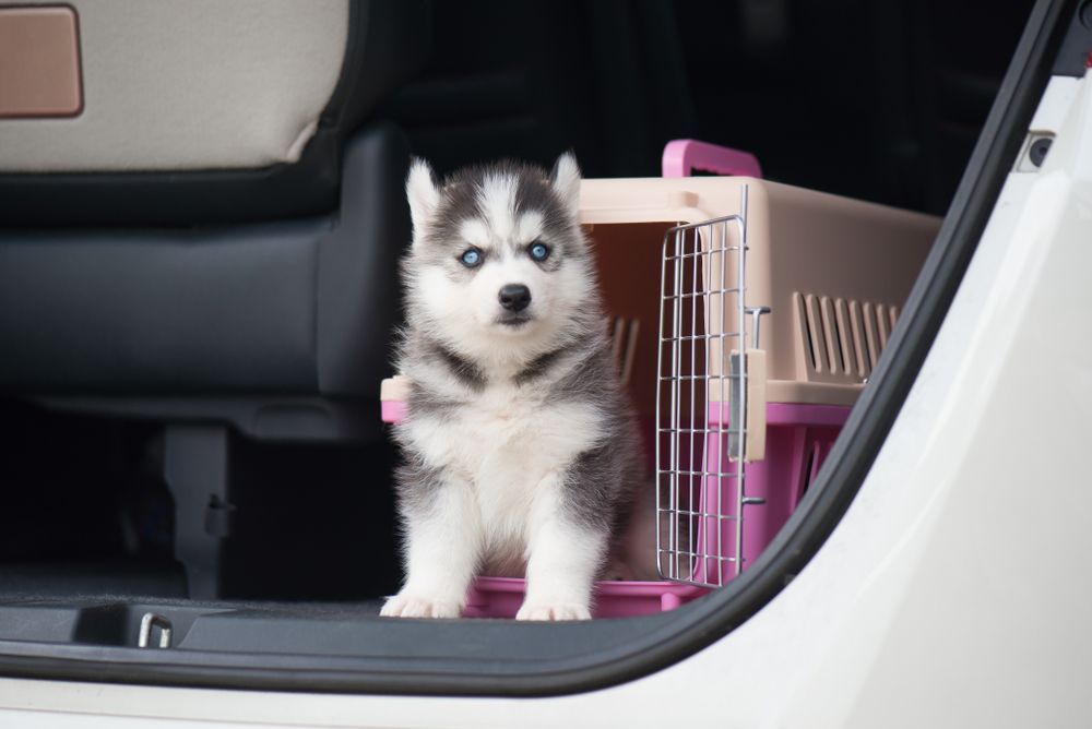 Cute Husky in Dog Carrier — Puppies for Sale in Rainbow Flat, NSW