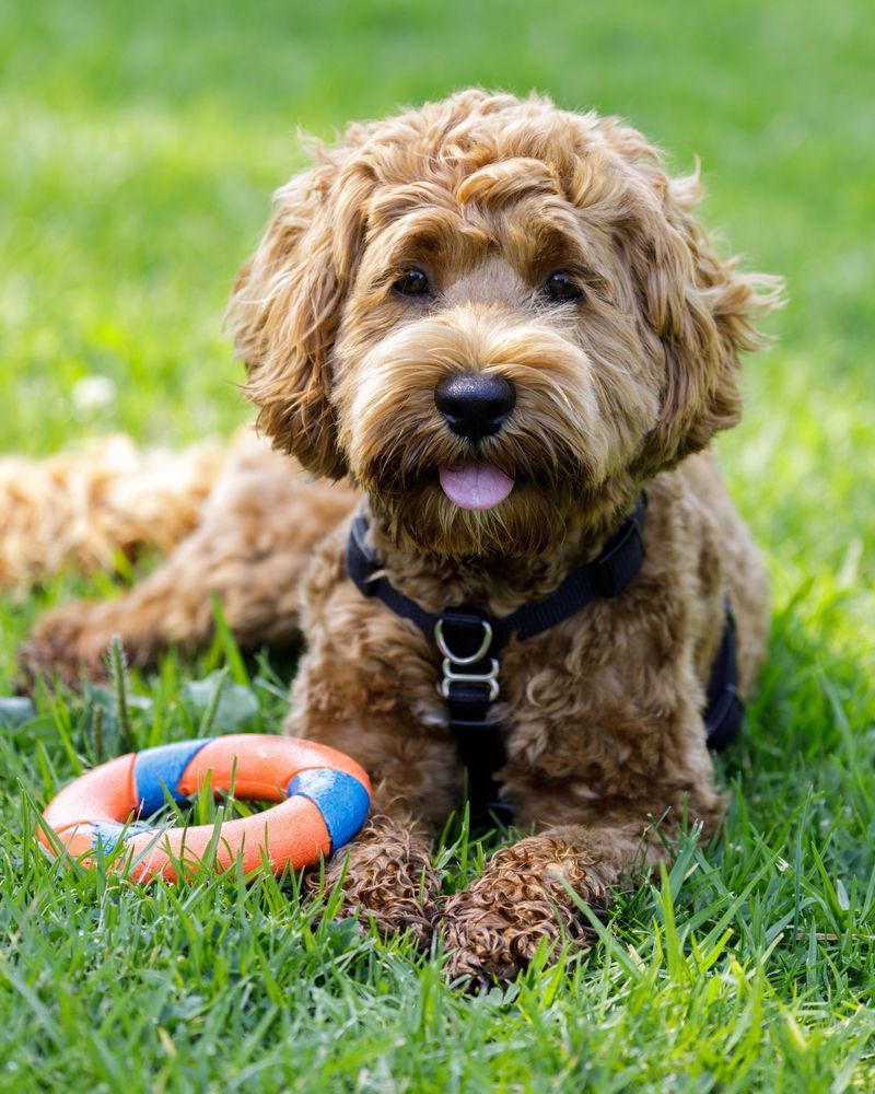 Labradoodle Puppy Resting — Puppies for Sale in Rainbow Flat, NSW