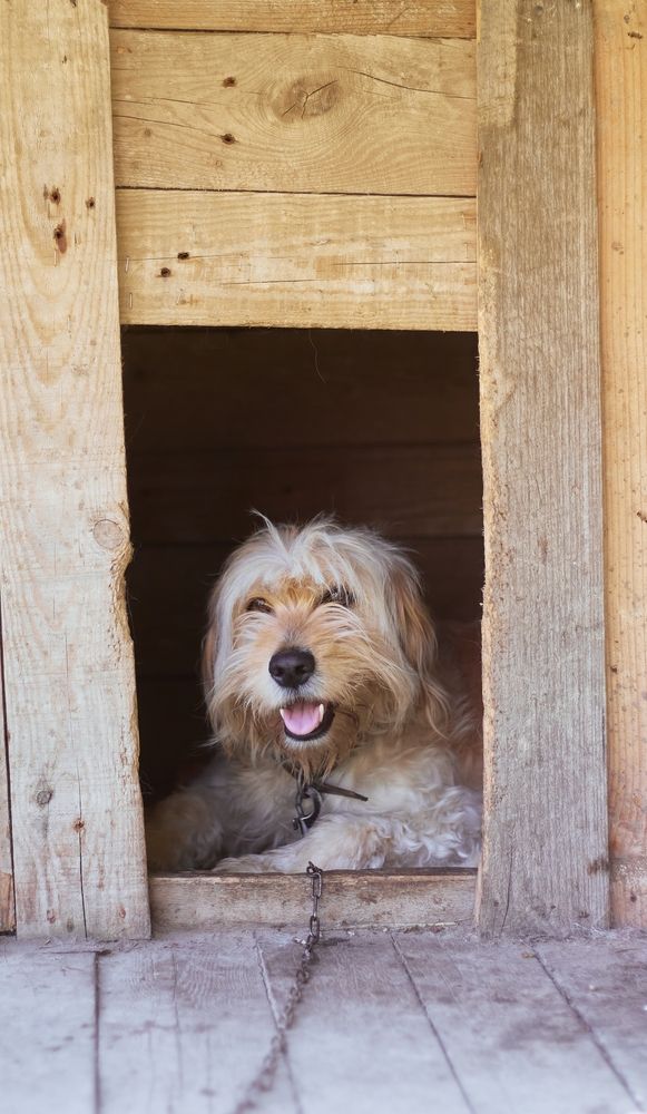 Dog in Dog House with Leash — Puppies for Sale in Rainbow Flat, NSW