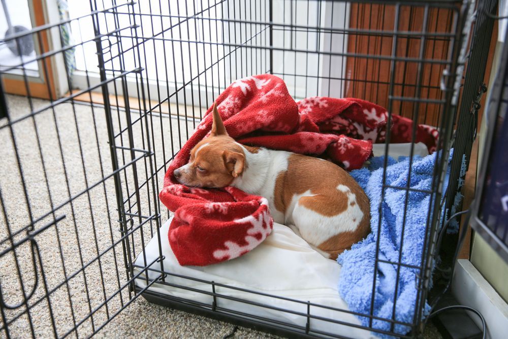 Dog Resting in Play Pen — Puppies for Sale in Rainbow Flat, NSW