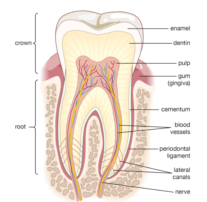 Anatomy Of The Tooth : Live & Smile Dental & Orthodontics
