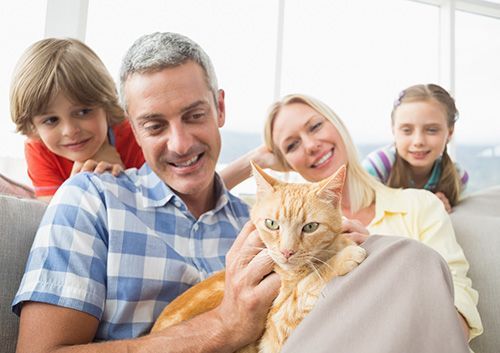 Caring For Your Cat’s Dental Health : Live & Smile Dental & Orthodontics