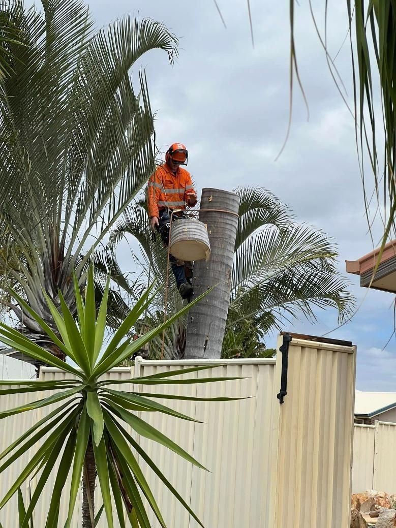 Man With Rope And Chainsaw Cuts The Palm Tree — Emerald Tree Services Pty Ltd in Emerald, QLD
