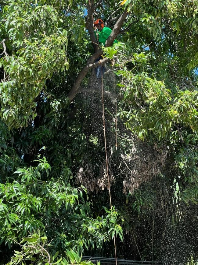 Man Cutting The Branch Of The Tree Using Chainsaw — Emerald Tree Services Pty Ltd in Emerald, QLD
