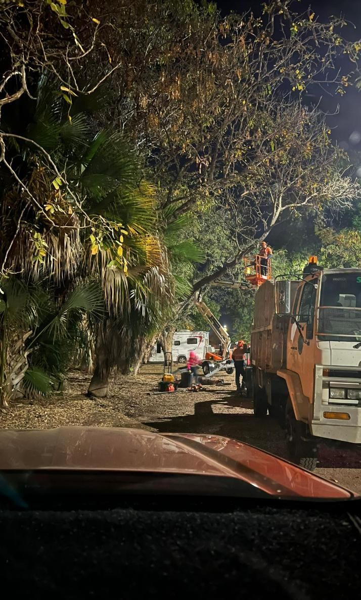 Group Of People Cutting Down A Rotted And Dead Tree — Emerald Tree Services Pty Ltd in Emerald, QLD