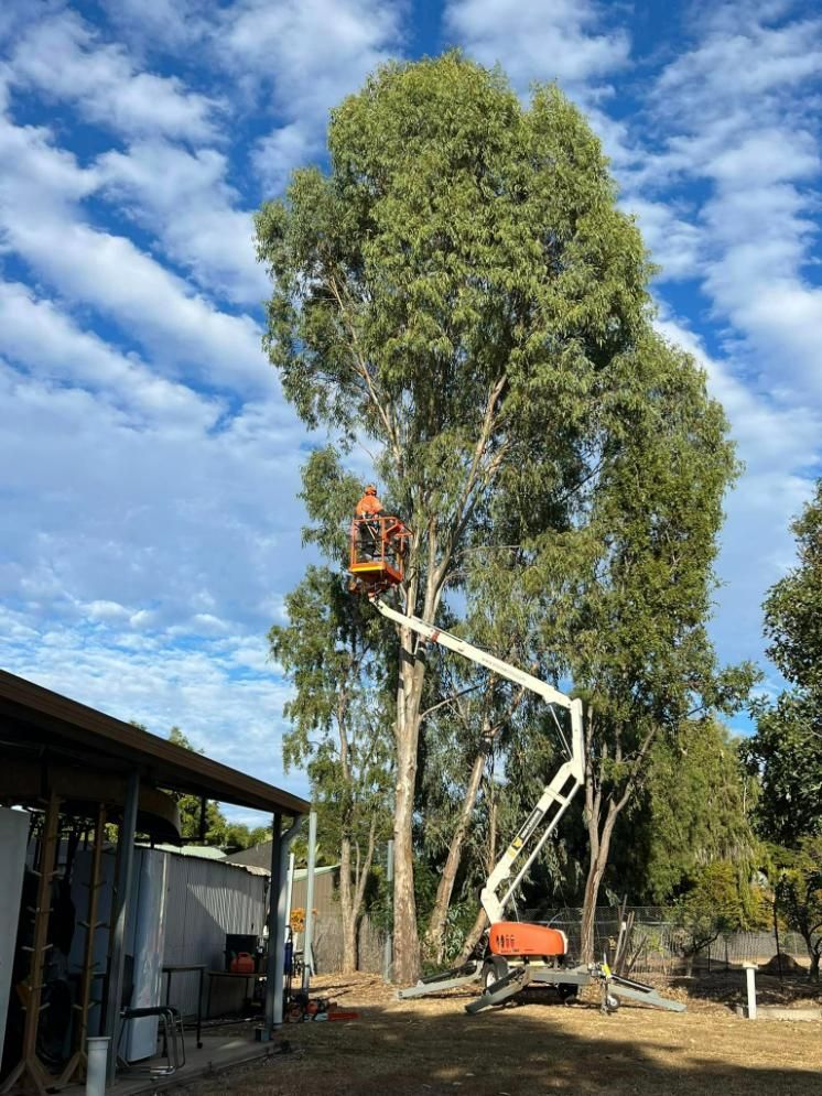 Man With Helmet On Bucket Lift Cutting A Tree — Emerald Tree Services Pty Ltd in Emerald, QLD