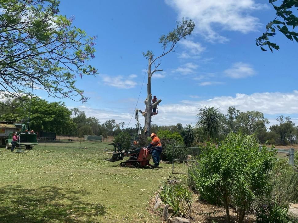 Group Of People Cutting Down The Tree And Clearing The Cut Trees — Emerald Tree Services Pty Ltd in Emerald, QLD