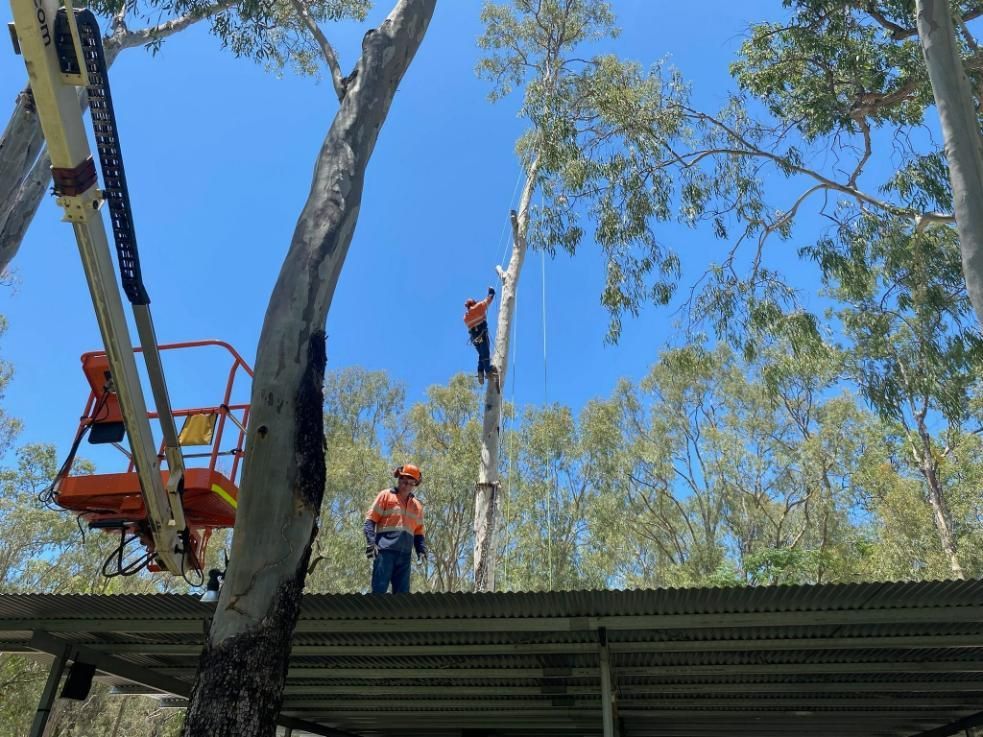 Two Man On Top Of A Roof To Cut The Tree — Emerald Tree Services Pty Ltd in Emerald, QLD