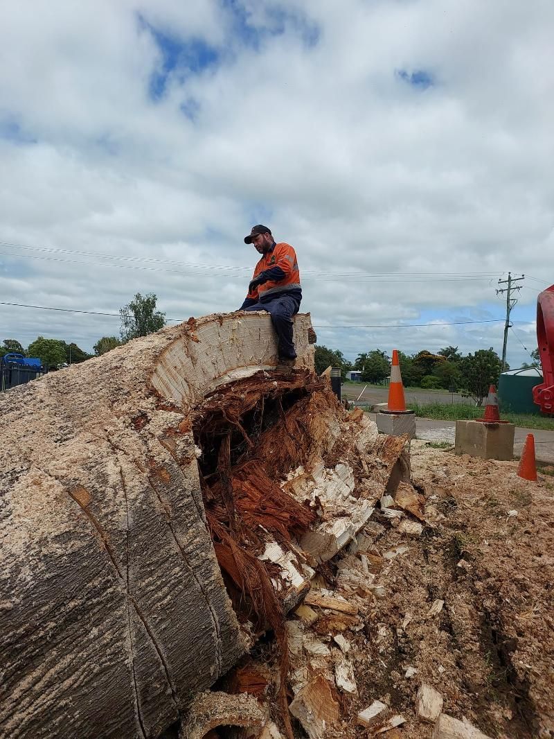 Man Sitting On Top Of A Large Tree Stump — Emerald Tree Services Pty Ltd in Emerald, QLD
