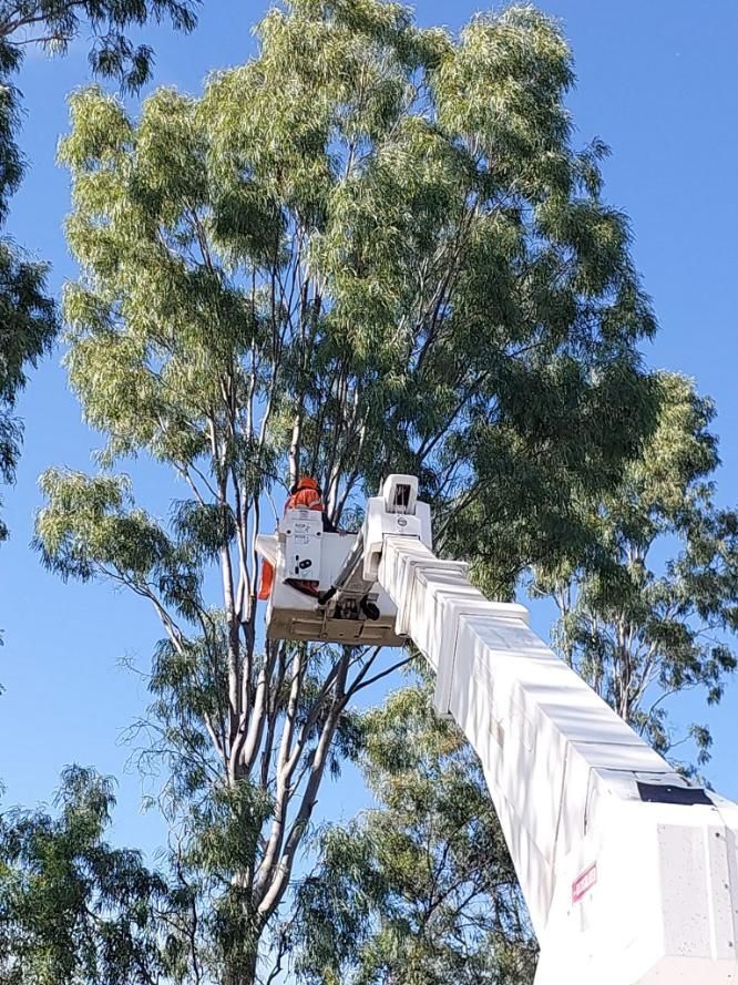 Man Cutting A Tree With A New Fleet — Emerald Tree Services Pty Ltd in Emerald, QLD