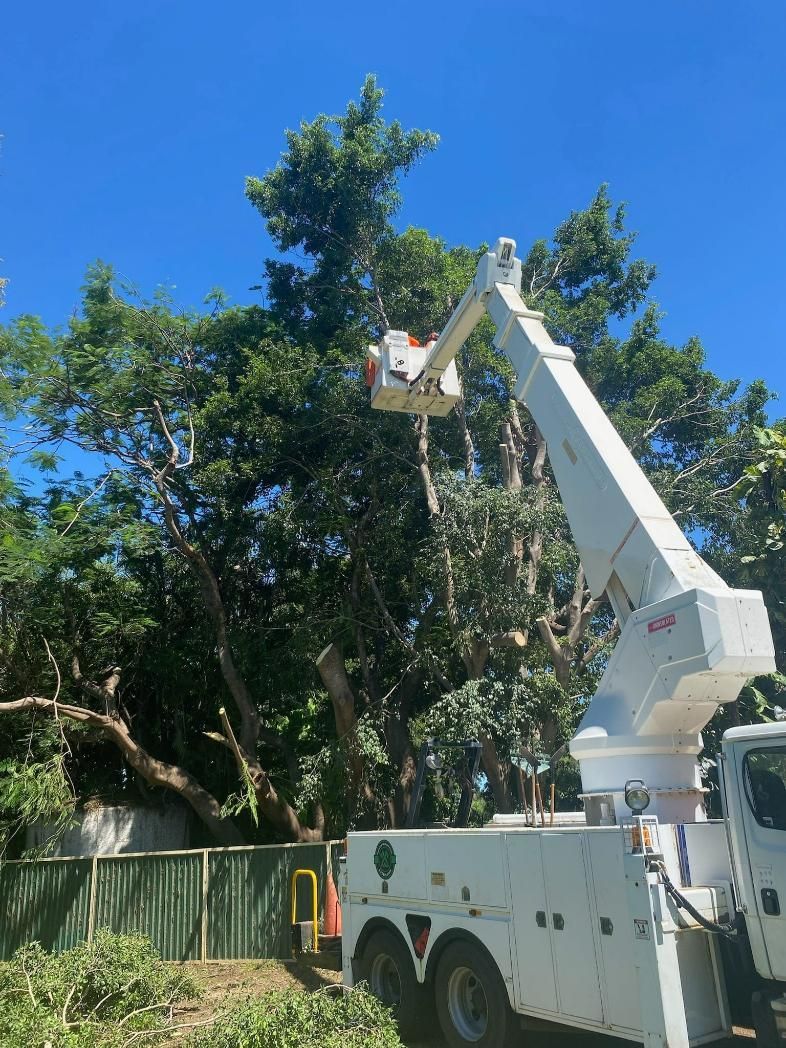 Man In White Bucket Lift Cutting A Tree — Emerald Tree Services Pty Ltd in Emerald, QLD