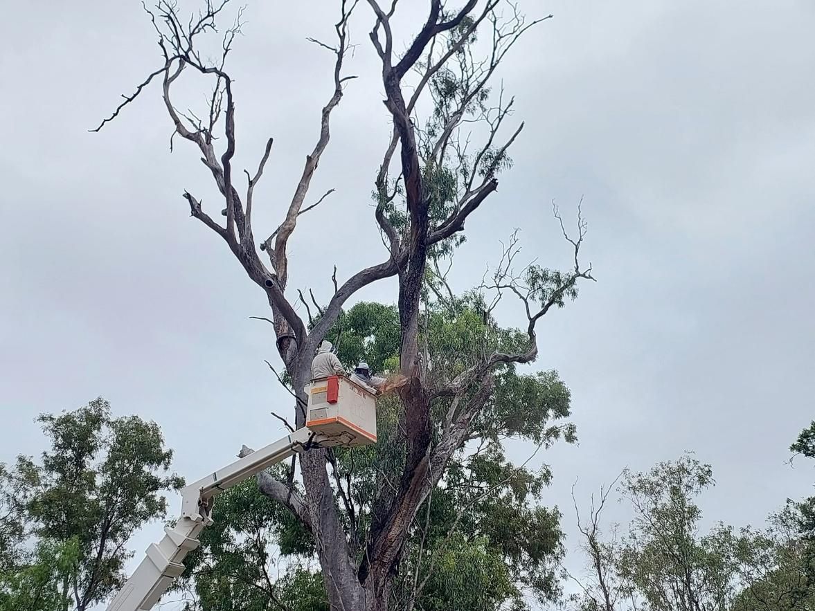 Two Men On A White Lift Bucket Cutting The Tree — Emerald Tree Services Pty Ltd in Emerald, QLD