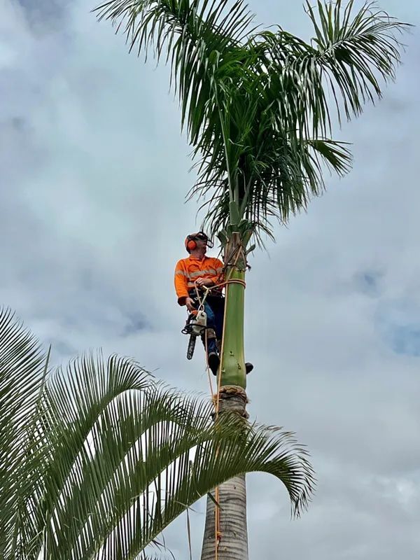 Man Climbing A Palm Tree With A Chainsaw — Emerald Tree Services Pty Ltd in Emerald, QLD