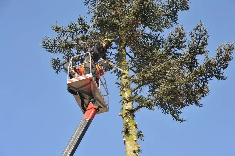 Man In A Lift Bucket Cutting A Tree Using Chainsaw — Emerald Tree Services Pty Ltd in Emerald, QLD