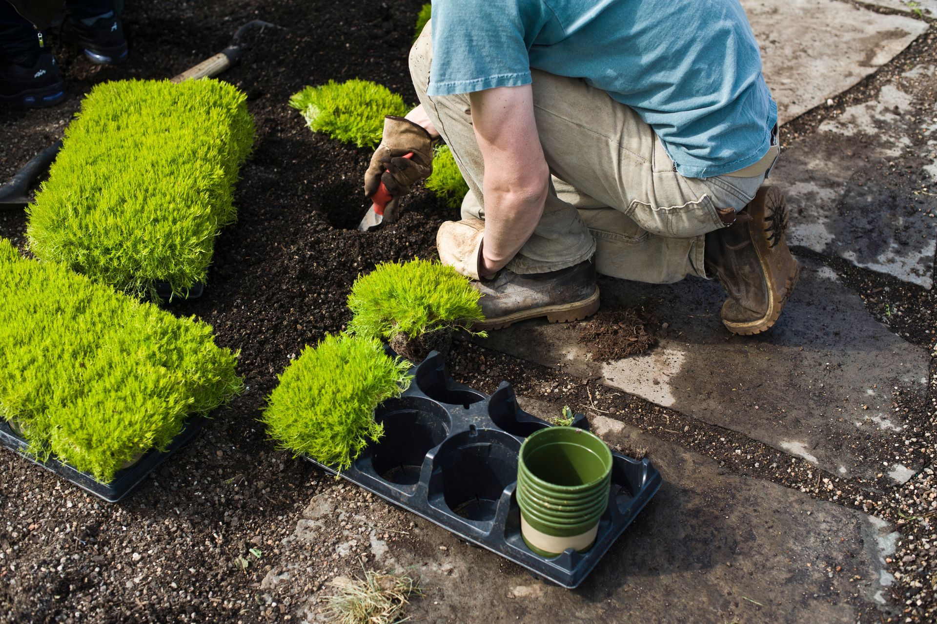 Professional residential landscaper installing plants and enhancing residential landscape. Professional residential landscaper installing plants and enhancing residential landscape.