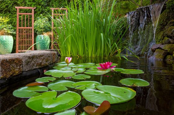 Waterfalls — Backyard Garden Pond With Waterfall and Water Plants in Morris Plains, NJ