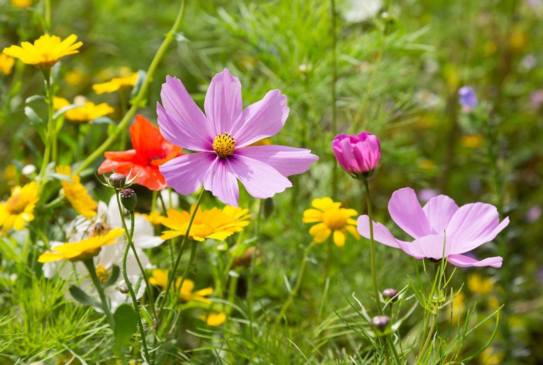Wildflowers — Different Colors Of Wildflowers in Morris Plains, NJ