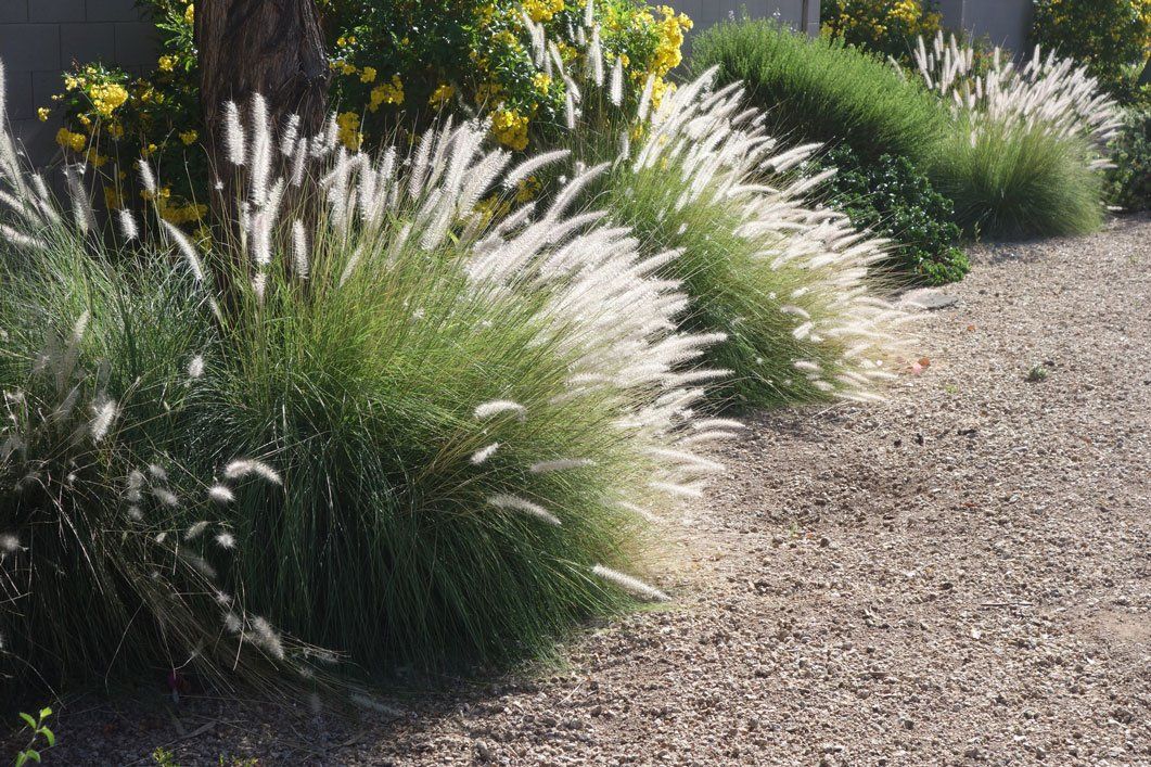 Xeriscaping — Clump of Fountain Grass in Morris Plains, NJ