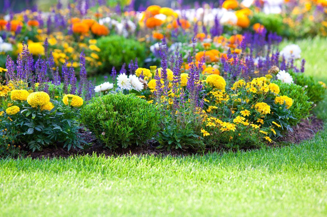 Perennial Flowers — Group Of Perennial Flowers In Lawn in Morris Plains, NJ