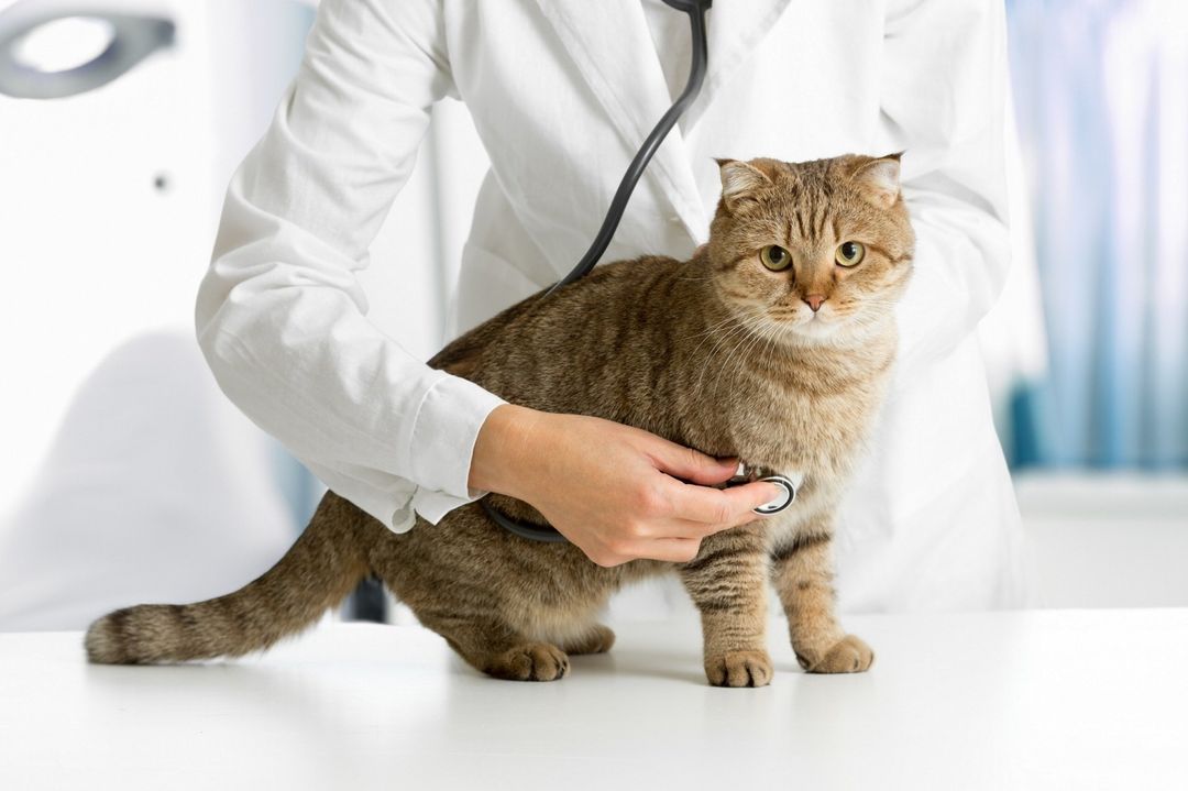 medici veterinari