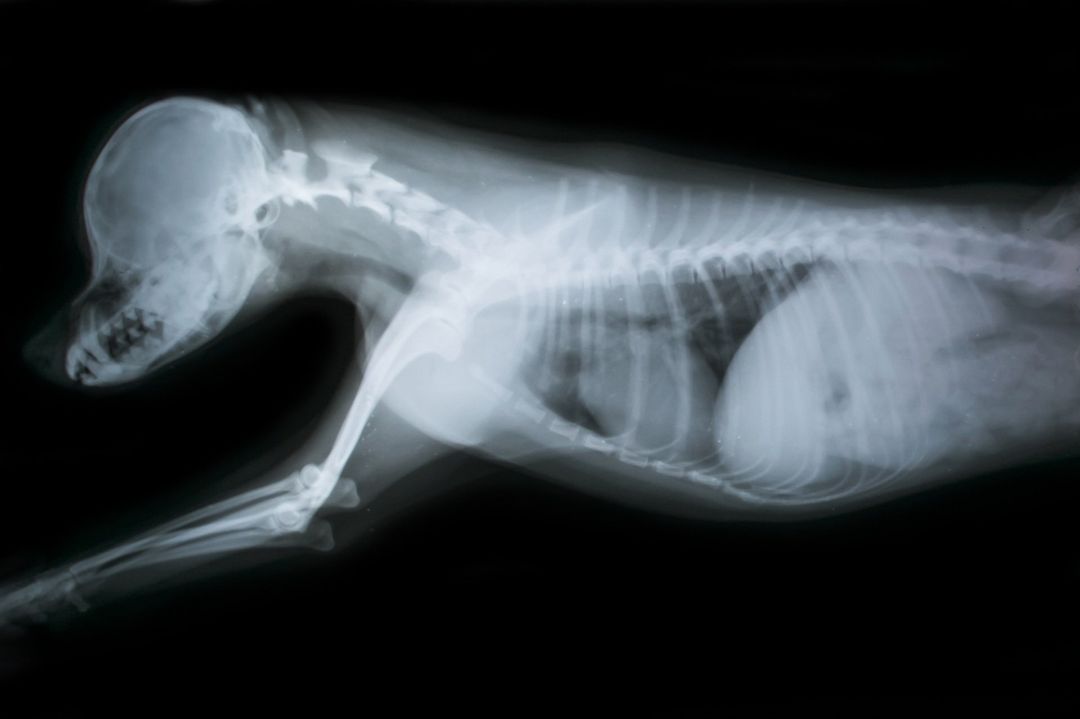 radiologie veterinarie
