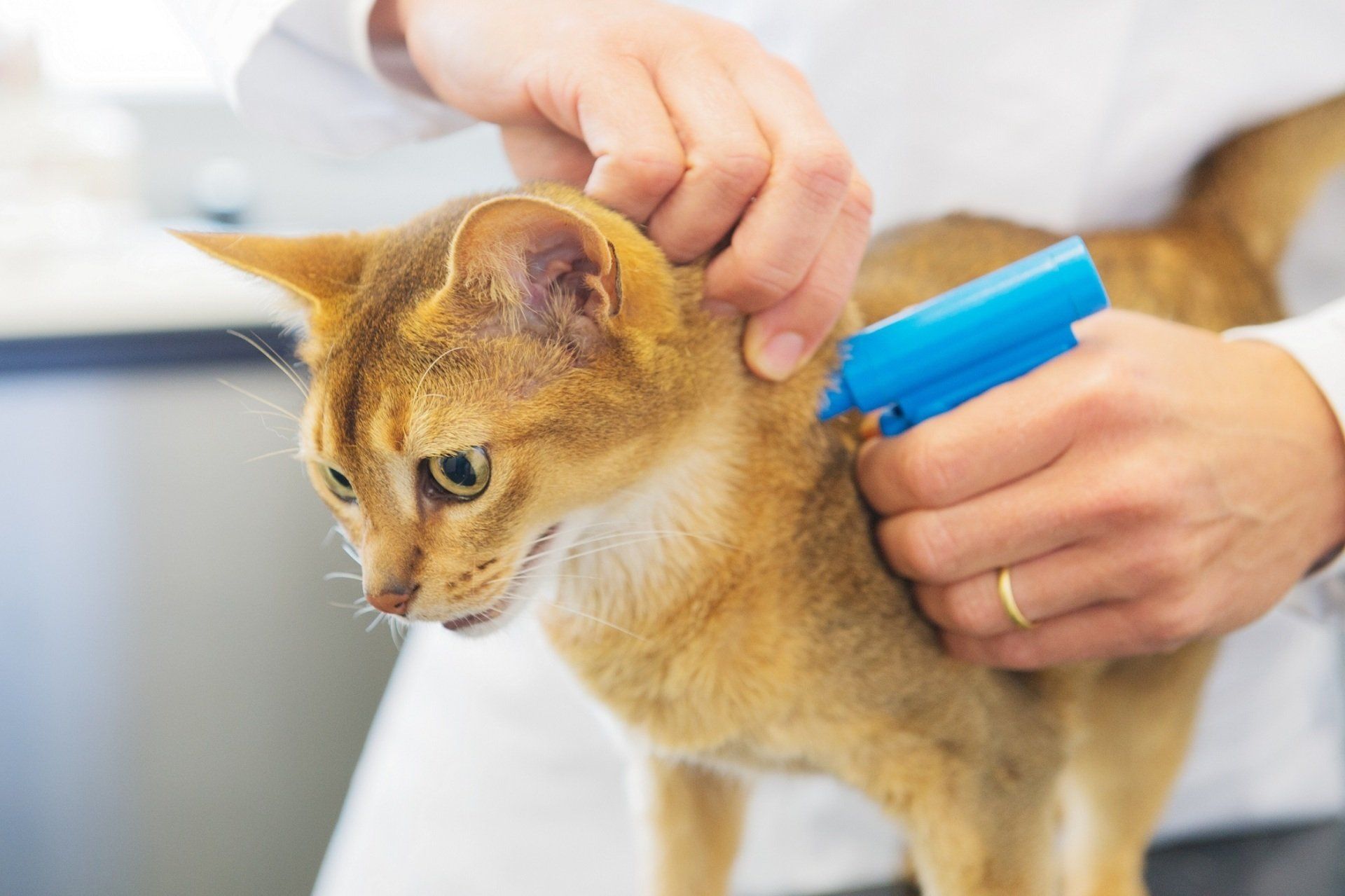 applicazione microchip
