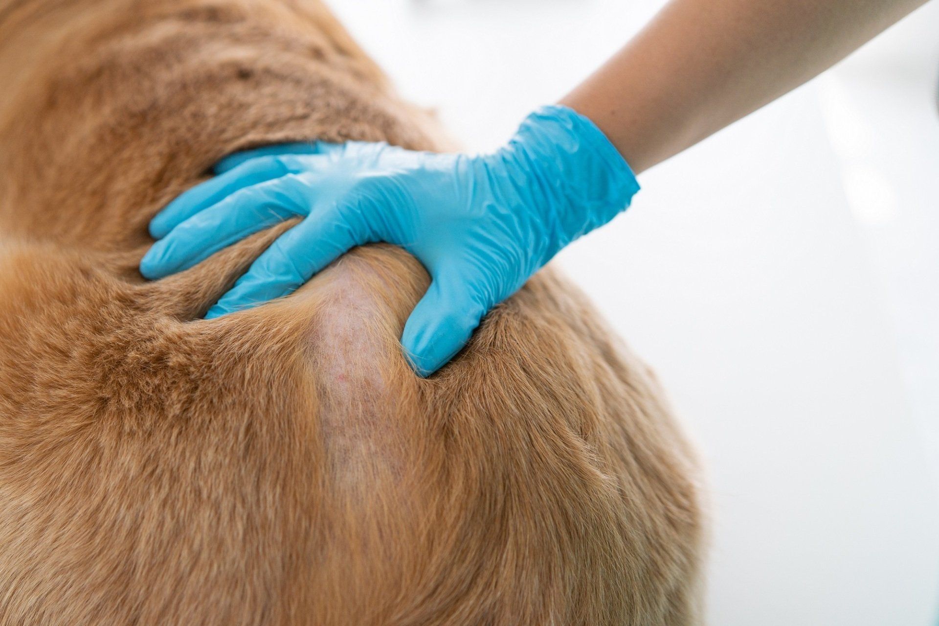dermatologia veterinaria