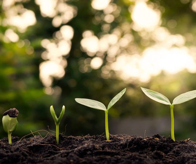billede af planter