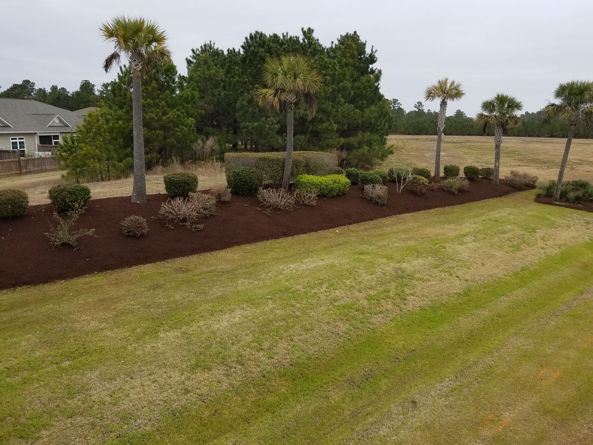 Lawn with brown mulch beds and palm trees, shrubs, against a backdrop of trees and a house.
