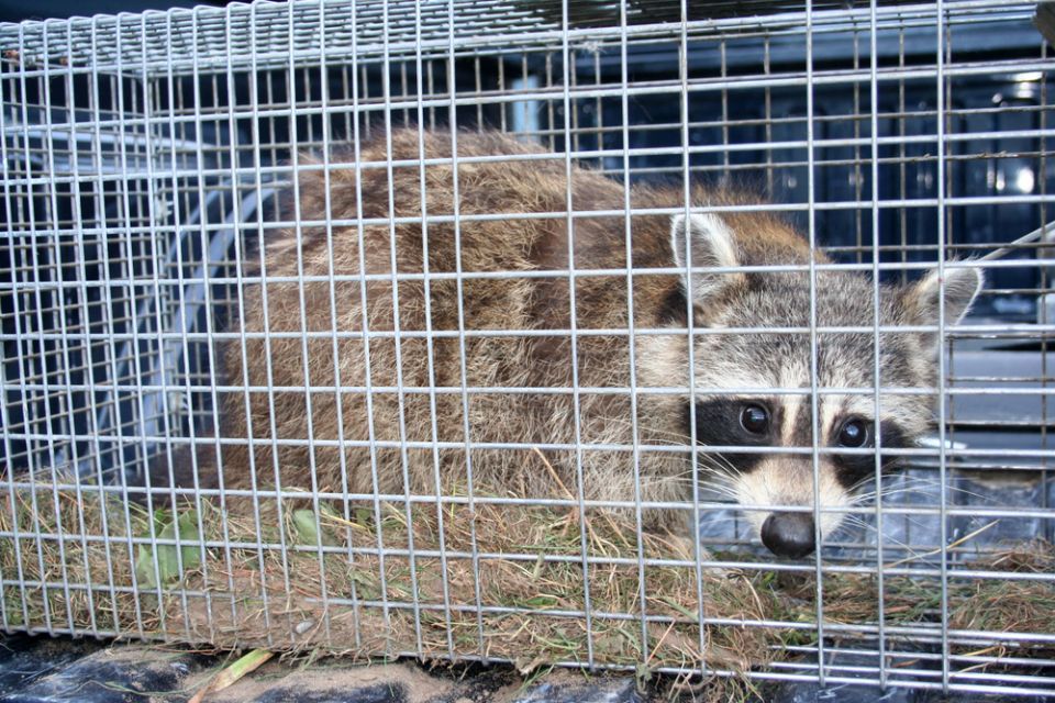 raccoon in a cage