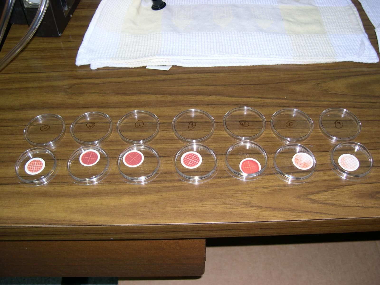 A Row Of Petri Dishes On A Wooden Table — Canary North Pty Ltd In Annandale, QLD