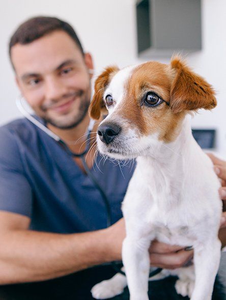 Veterinarian — Doctor Using Stethoscope on A Puppy in Columbus, OH